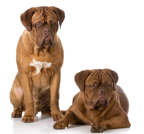 2 つのコトン ・ ド ・ ボルドー子犬 — ストック写真