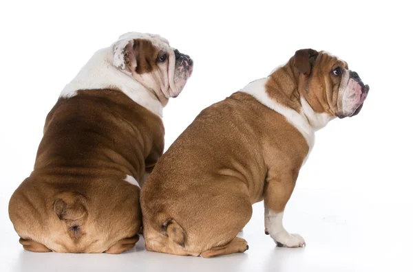 Dois cães olhando sobre o ombro — Fotografia de Stock