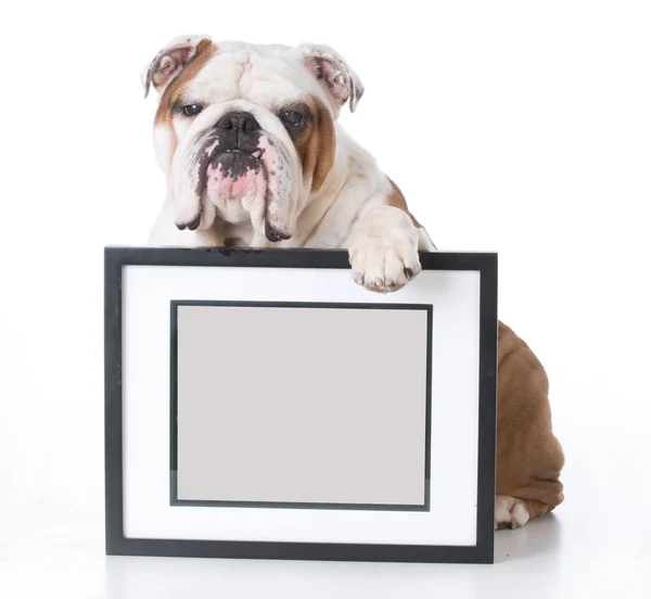 Hund mit Bild — Stockfoto