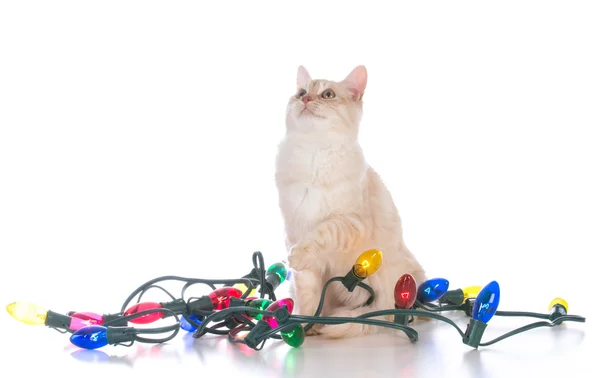ライトのクリスマス子猫 — ストック写真