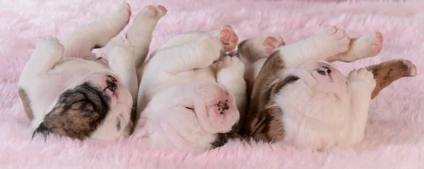 Bulldogg valpar sover — Stockfoto