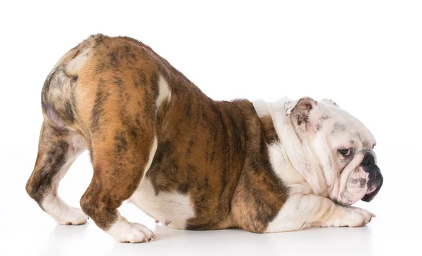 Cane con bum up — Foto Stock