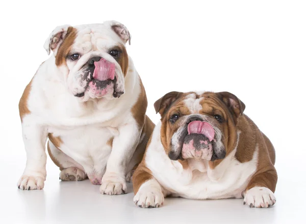 Dois cães lambendo lábios — Fotografia de Stock