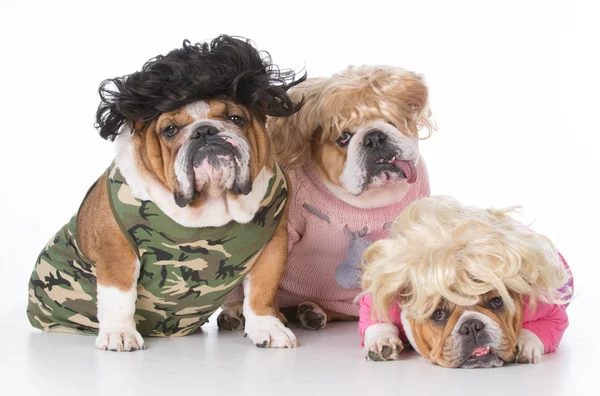 Grappige bulldog familie — Stockfoto