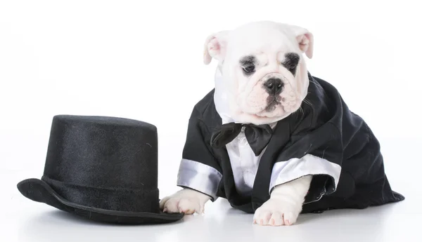 Fancy bulldog puppy — Stock Photo, Image