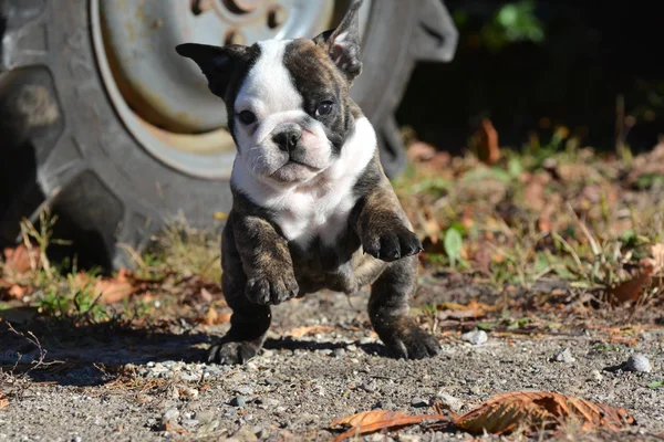 Bulldog pup buiten — Stockfoto