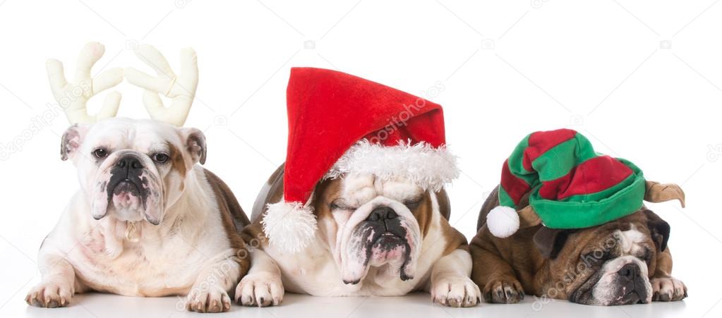 three dogs dressed for christmas