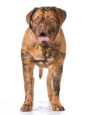 mutlu kirli köpek