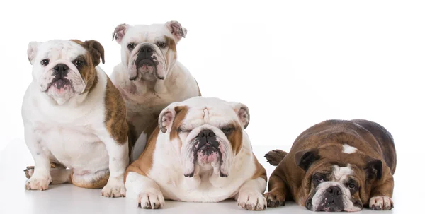 Vier Engels bulldogs — Stockfoto