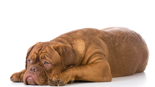 Triest uitziende hond — Stockfoto