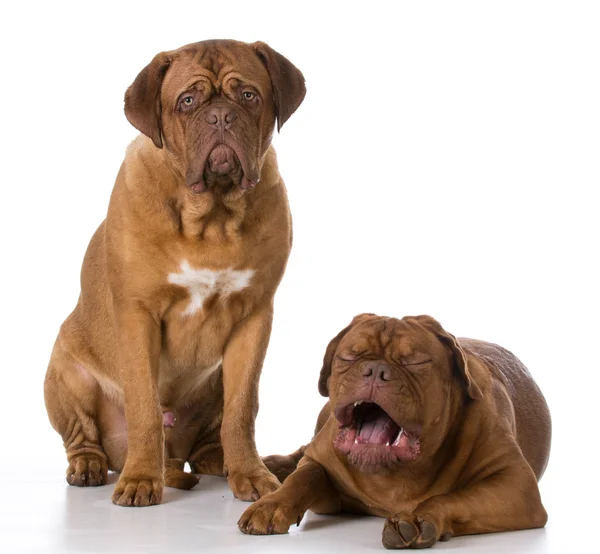 Unhappy dog friends — Stock Photo, Image