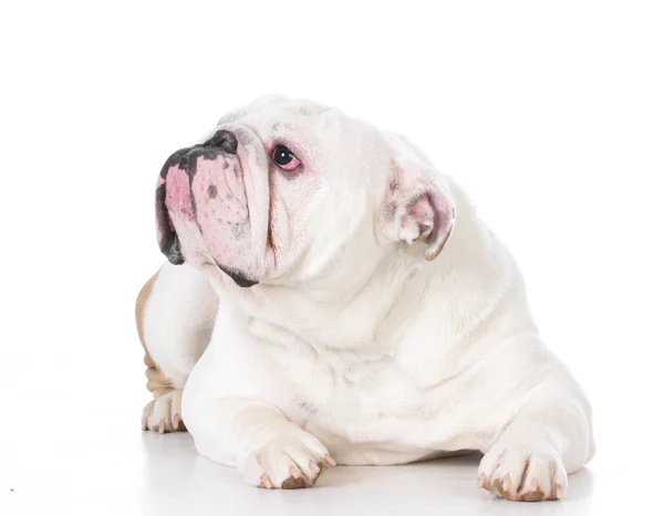 Dog laying down — Stock Photo, Image