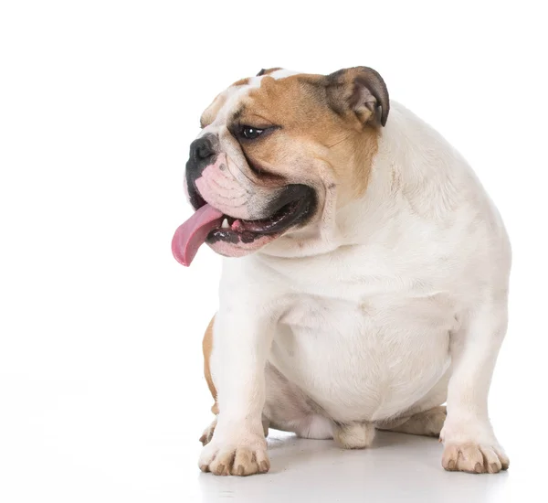 Englische Bulldogge sitzt — Stockfoto