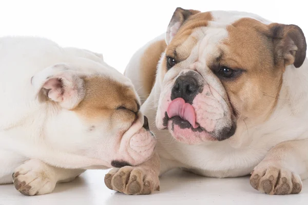Erkek ve dişi bulldog — Stok fotoğraf