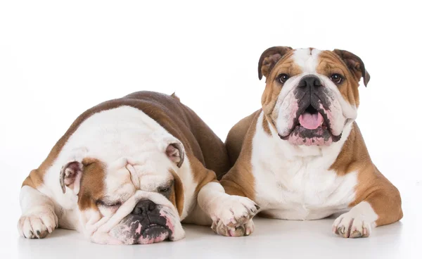 Dois bulldog amigos — Fotografia de Stock