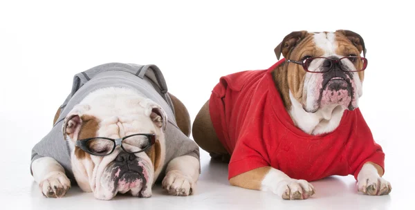 Casal bulldog em traje — Fotografia de Stock