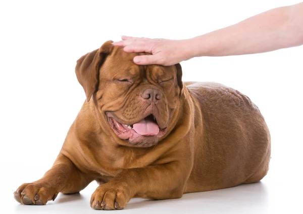 Petting the dog — Stock Photo, Image