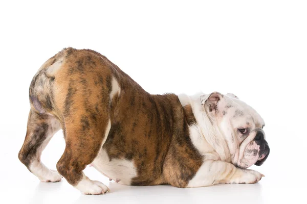 Cucciolo di bulldog giocoso — Foto Stock