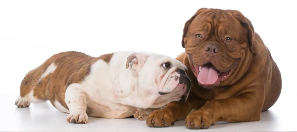 Hond behavious - twee honden — Stockfoto