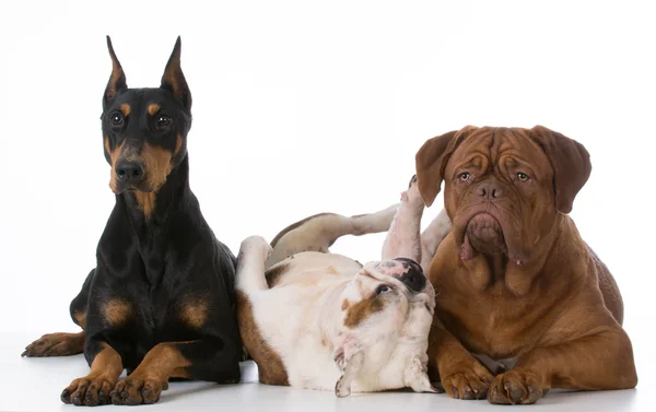 Drie rasechte honden — Stockfoto