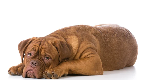 Triste cão olhando — Fotografia de Stock