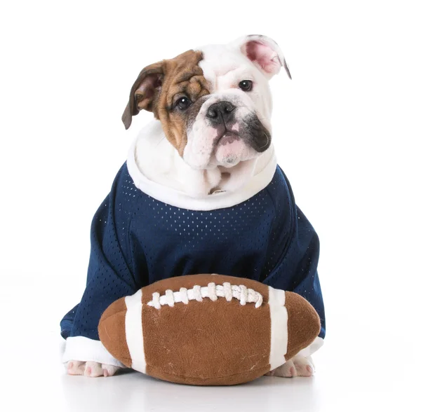Sports hound puppy — Stock Photo, Image