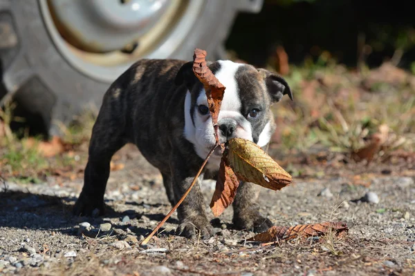 Bulldog pup buiten spelen — Stockfoto