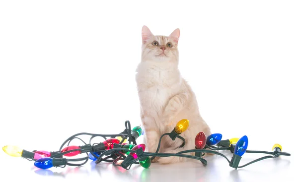 ライトのクリスマス子猫 — ストック写真