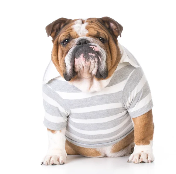 Bulldogge mit Hemd — Stockfoto