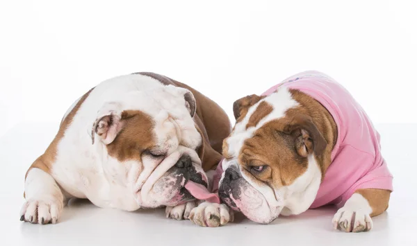 Dois bulldogs amando um ao outro — Fotografia de Stock