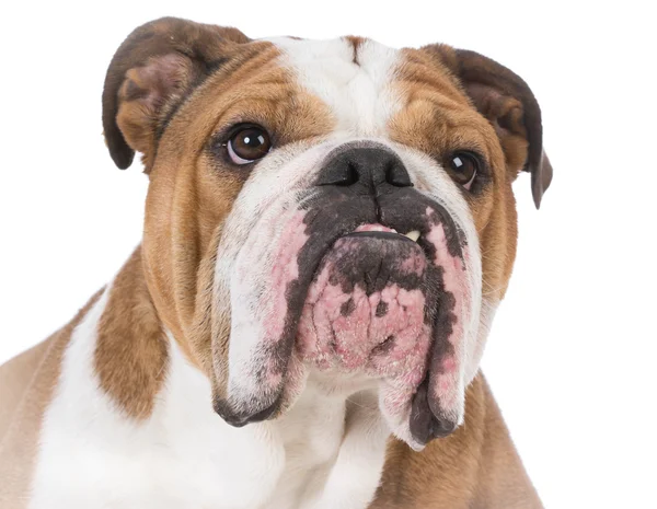 Bulldog porträtt på nära håll — Stockfoto