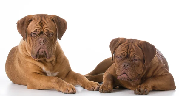 Two dogs laying down Royalty Free Stock Images