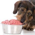 stock-photo-feeding-the-dog-raw-food