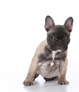 Fransız bulldog köpeği.