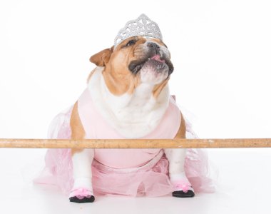 köpek bir balerin gibi giyinmiş