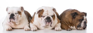 drie Engels bulldogs