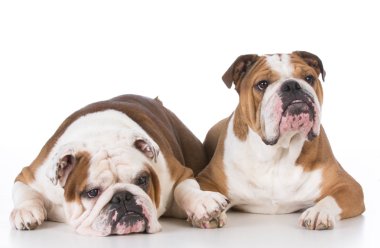 iki İngilizce bulldogs