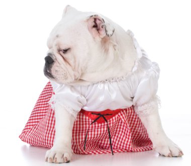 kadın İngilizce bulldog