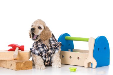 şirin çalışan köpek