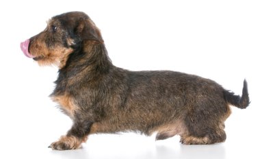 minyatür wirehaired dachshund