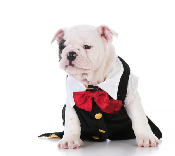 Puppy dragen tuxedo — Stockfoto