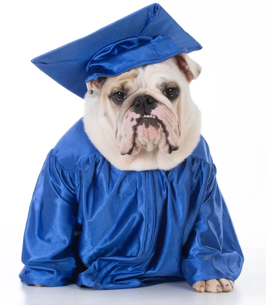 Perro usando vestido de graduado —  Fotos de Stock