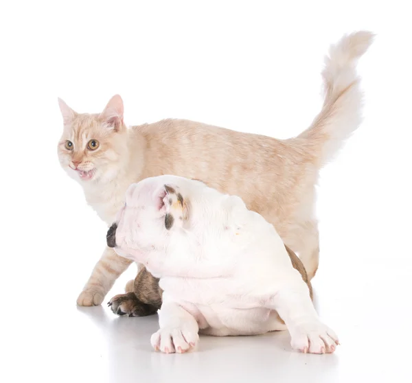 Cane e gatto — Foto Stock