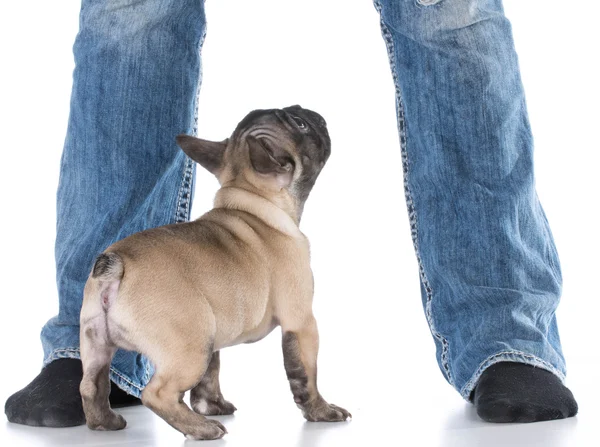 Dog at owners feet — Stock Photo, Image