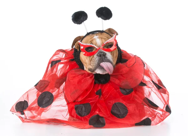 Bir uğur böceği gibi giyinmiş köpek — Stok fotoğraf
