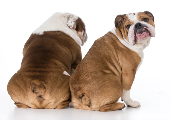 Two english bulldogs — Stock Photo, Image