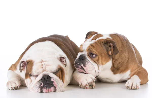 Two english bulldogs — Stock Photo, Image