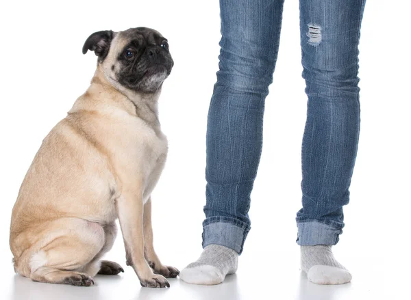 Dog sitting at owners feet — Stock Photo, Image