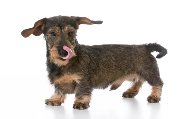 Wirehaired minyatür dachshund — Stok fotoğraf