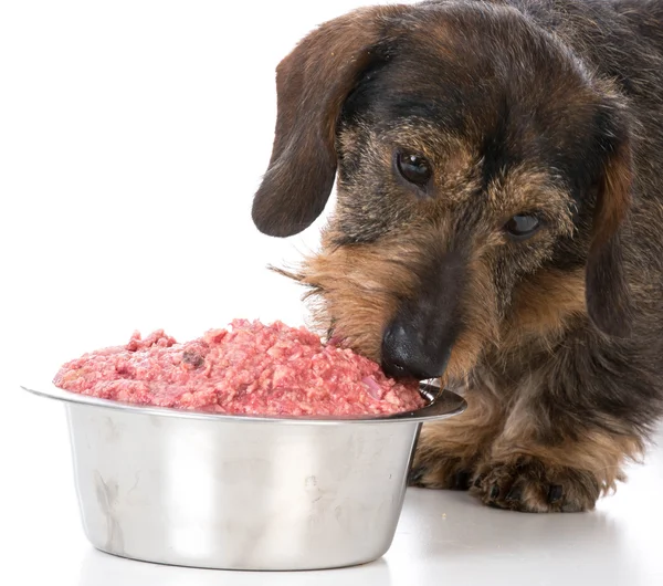 Alimentar o cão alimentos crus — Fotografia de Stock